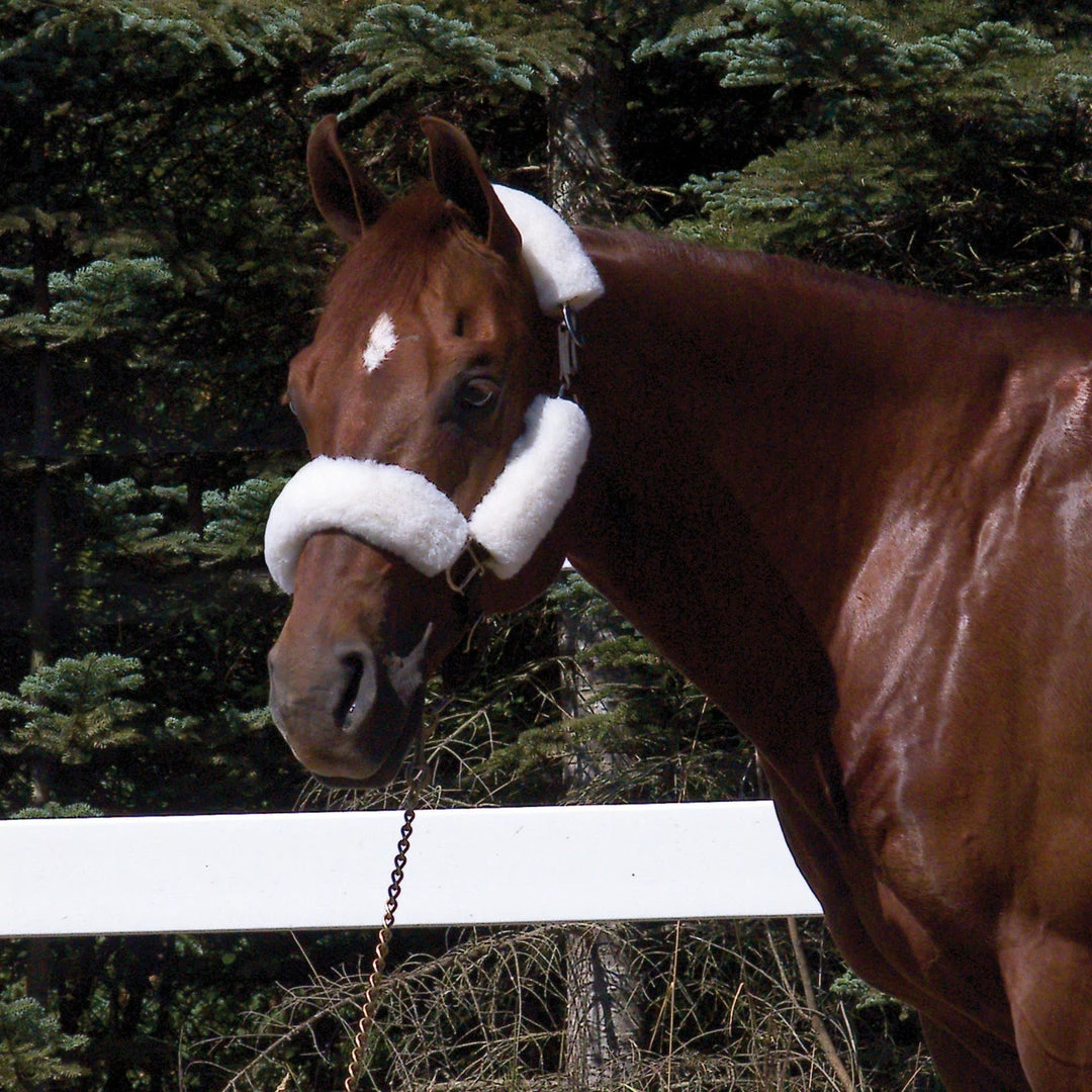 Best Sale โ๏ธ Toklat Originals Wool Back Halter Tube Set- 4 Piece Halters & Leads ๐ 4 Toklat Originals Wool Back Halter Tube Set- 4 Piece Halters & Leads