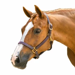 Walsh British Halter Halters & Leads