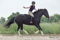 ThinLine Trifecta Comfort Bareback Saddle Pad Saddle Pads & Fittings