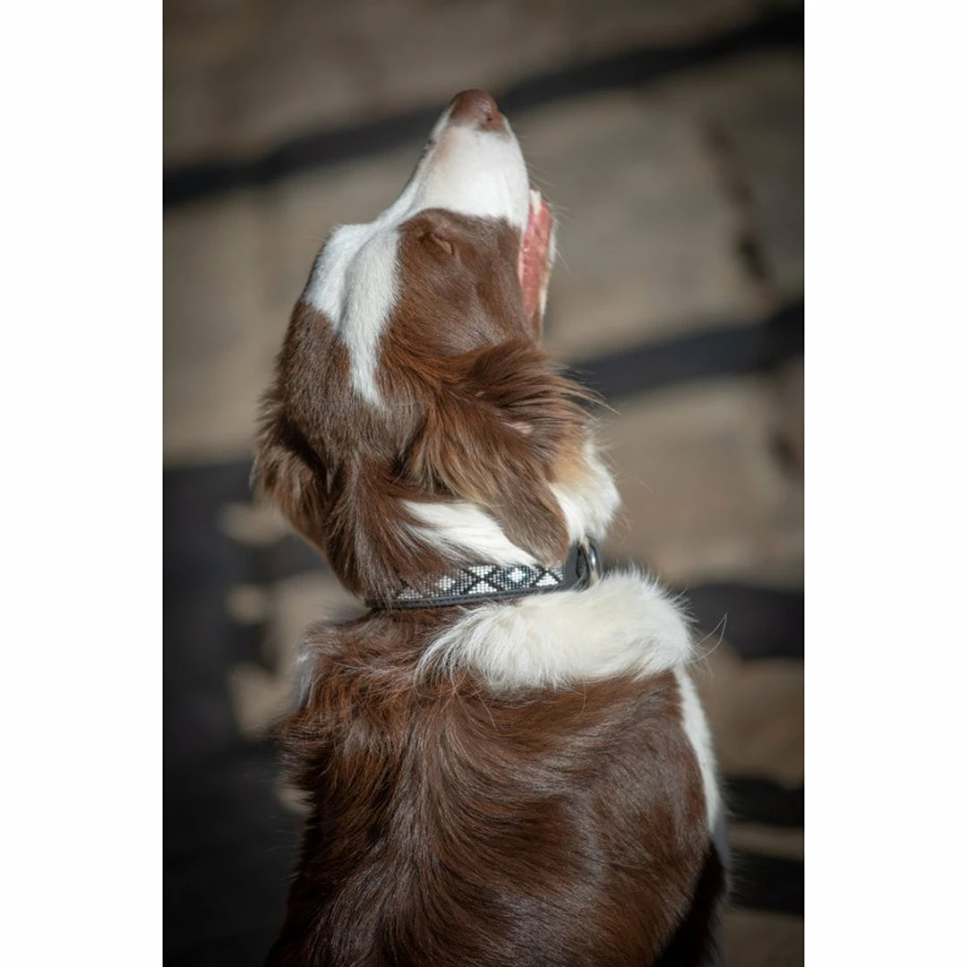 Promo ✔️ French Equestrian Penelope Pearl 🐶 Dog Collar ⭐ 8 French Equestrian Penelope Pearl Dog Collar