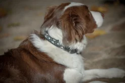 Promo ✔️ French Equestrian Penelope Pearl 🐶 Dog Collar ⭐ 17 French Equestrian Penelope Pearl Dog Collar