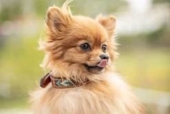 Promo ✔️ French Equestrian Penelope Pearl 🐶 Dog Collar ⭐ 21 French Equestrian Penelope Pearl Dog Collar