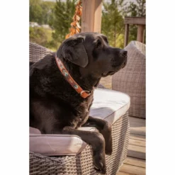 Promo ✔️ French Equestrian Penelope Pearl 🐶 Dog Collar ⭐ 23 French Equestrian Penelope Pearl Dog Collar