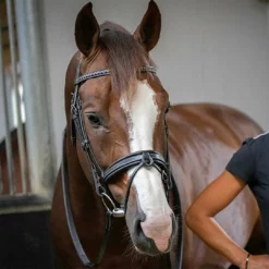 French Equestrian Penelope Daily Bridle