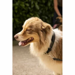 French Equestrian Penelope Dog Collar Horse Blankets & Stable Sheets