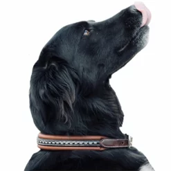 French Equestrian Penelope Dog Collar Horse Blankets & Stable Sheets