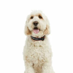 Ariat Dog Collar