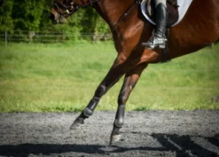 Flash Sale 🔔 ThinLine Open Front Tendon Schooling Horse Boot 🤩 10 ThinLine Open Front Tendon Schooling Horse Boot