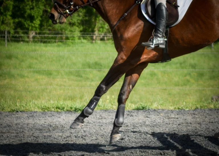 Flash Sale 🔔 ThinLine Open Front Tendon Schooling Horse Boot 🤩 6 ThinLine Open Front Tendon Schooling Horse Boot