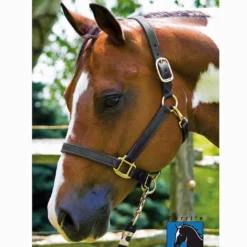 Perri's Leather Perri's 1