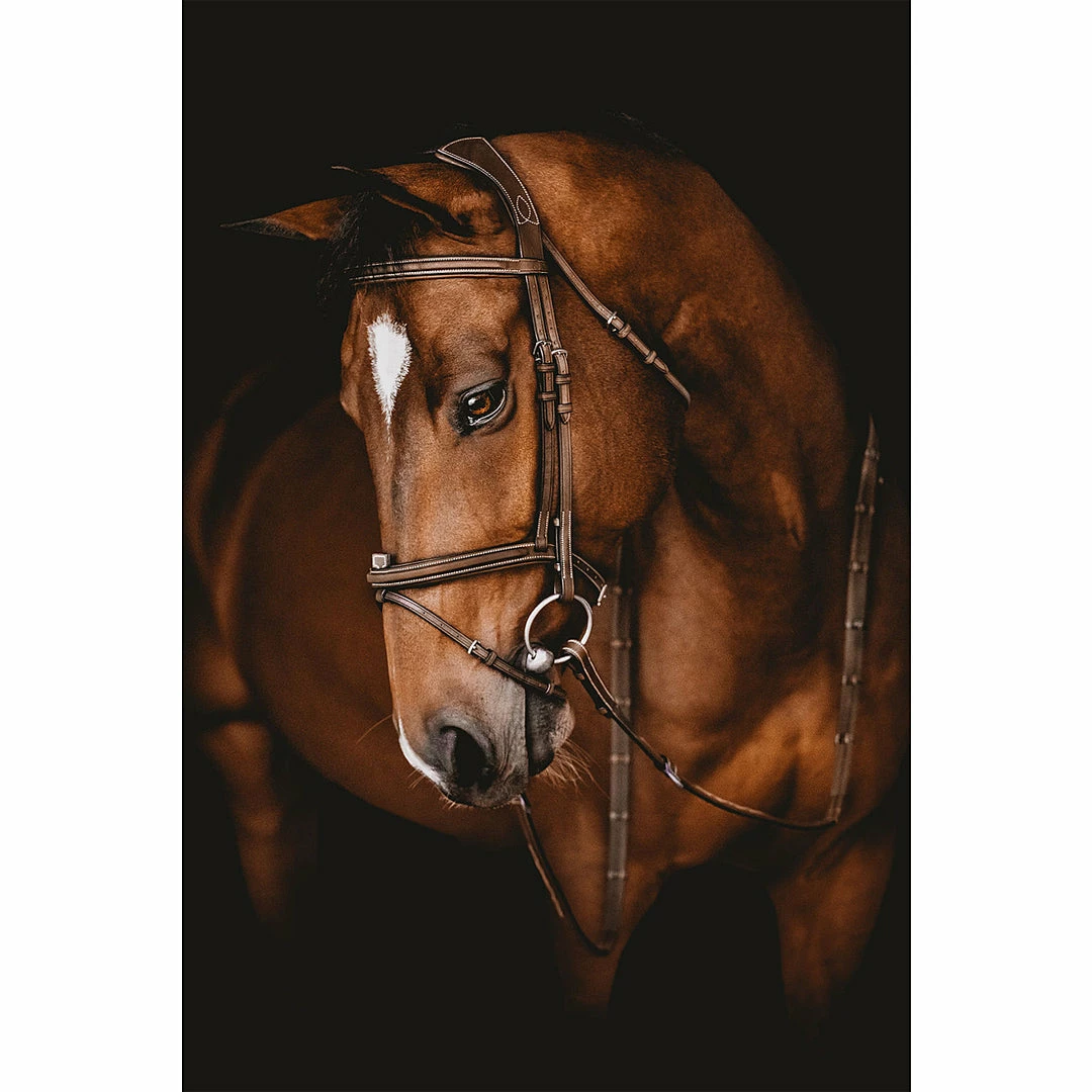 New π€© Samshield Arion Anatomic French Noseband Bridle π 4 Samshield Arion Anatomic French Noseband Bridle