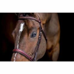 Best reviews of ๐ฏ Edgewood 3/4" Fancy Raised Padded Bridle With Padded Crown English Bridles ๐ฅ 9 Edgewood 3/4