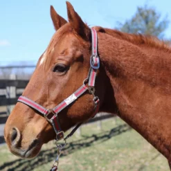 JPC Equestrian Tuffrider Nylon Breakaway Halter And Lead
