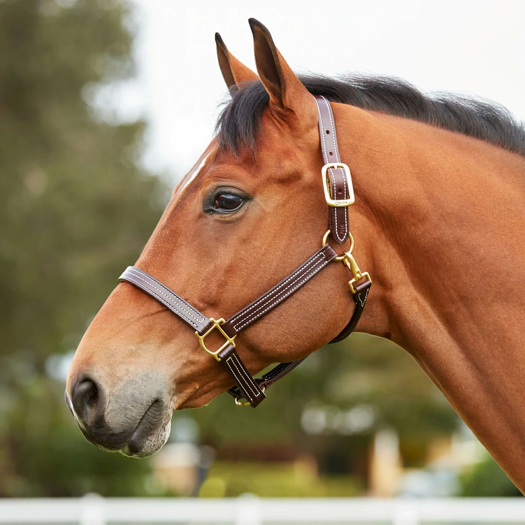 Discount π Walsh British Halter Halters & Leads π 10 Walsh British Halter Halters & Leads