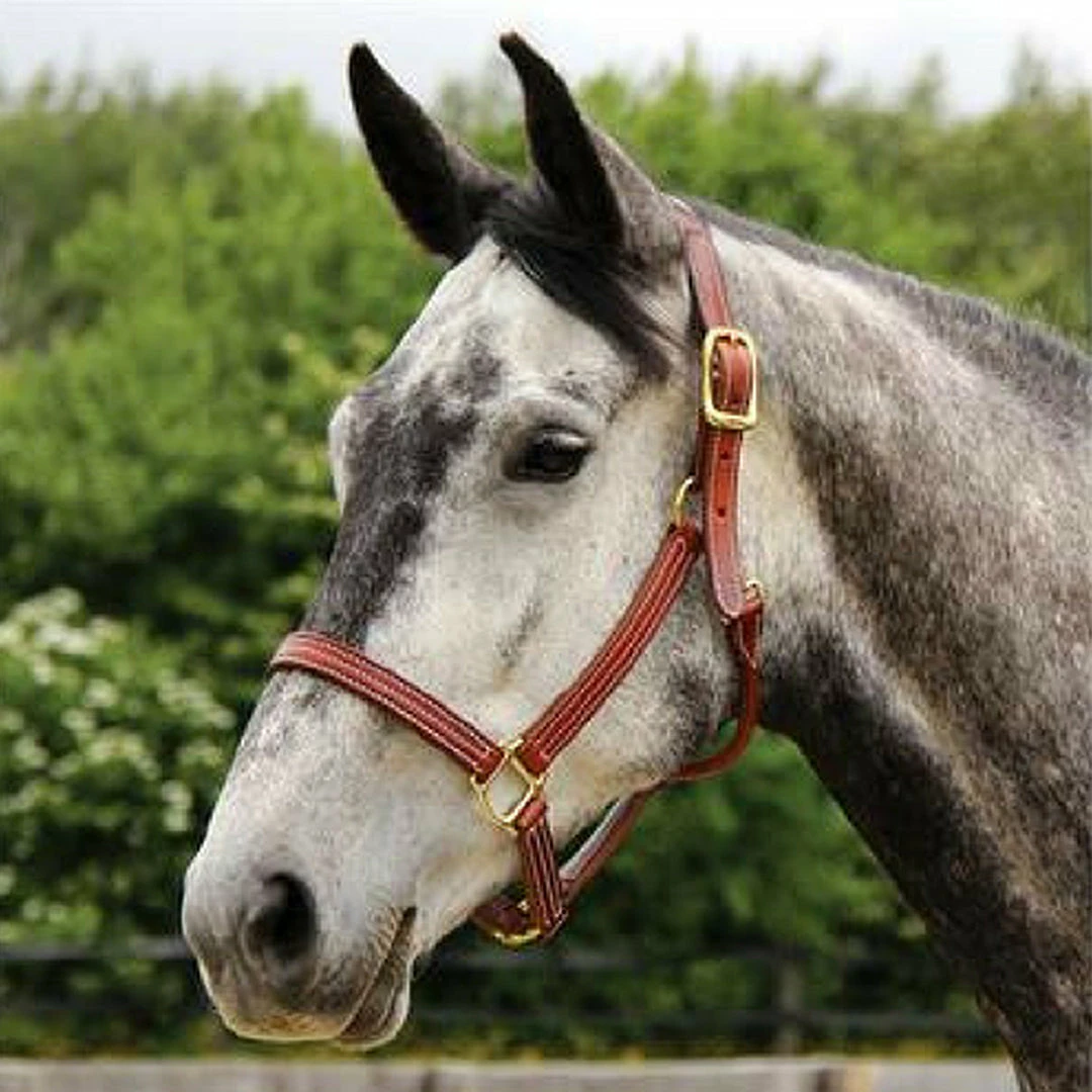 Discount π Walsh British Halter Halters & Leads π 9 Walsh British Halter Halters & Leads