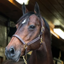 Discount π Walsh British Halter Halters & Leads π 20 Walsh British Halter Halters & Leads