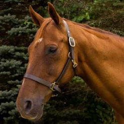 JPC Equestrian HDR Advantage Leather Halter