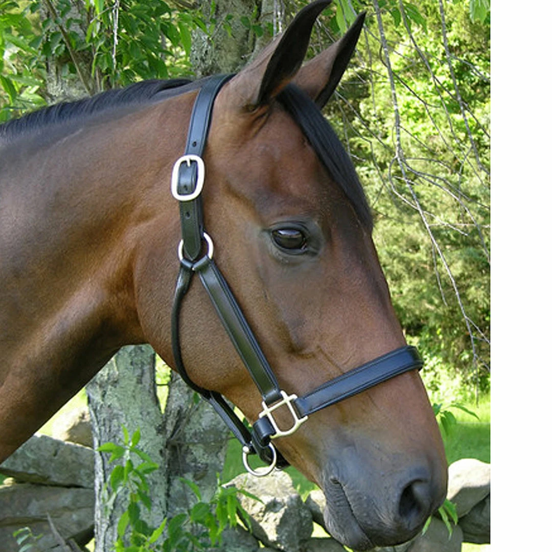 Outlet π Black Oak By KL Select Sycamore Halter Halters & Leads π 3 Black Oak By KL Select Sycamore Halter Halters & Leads