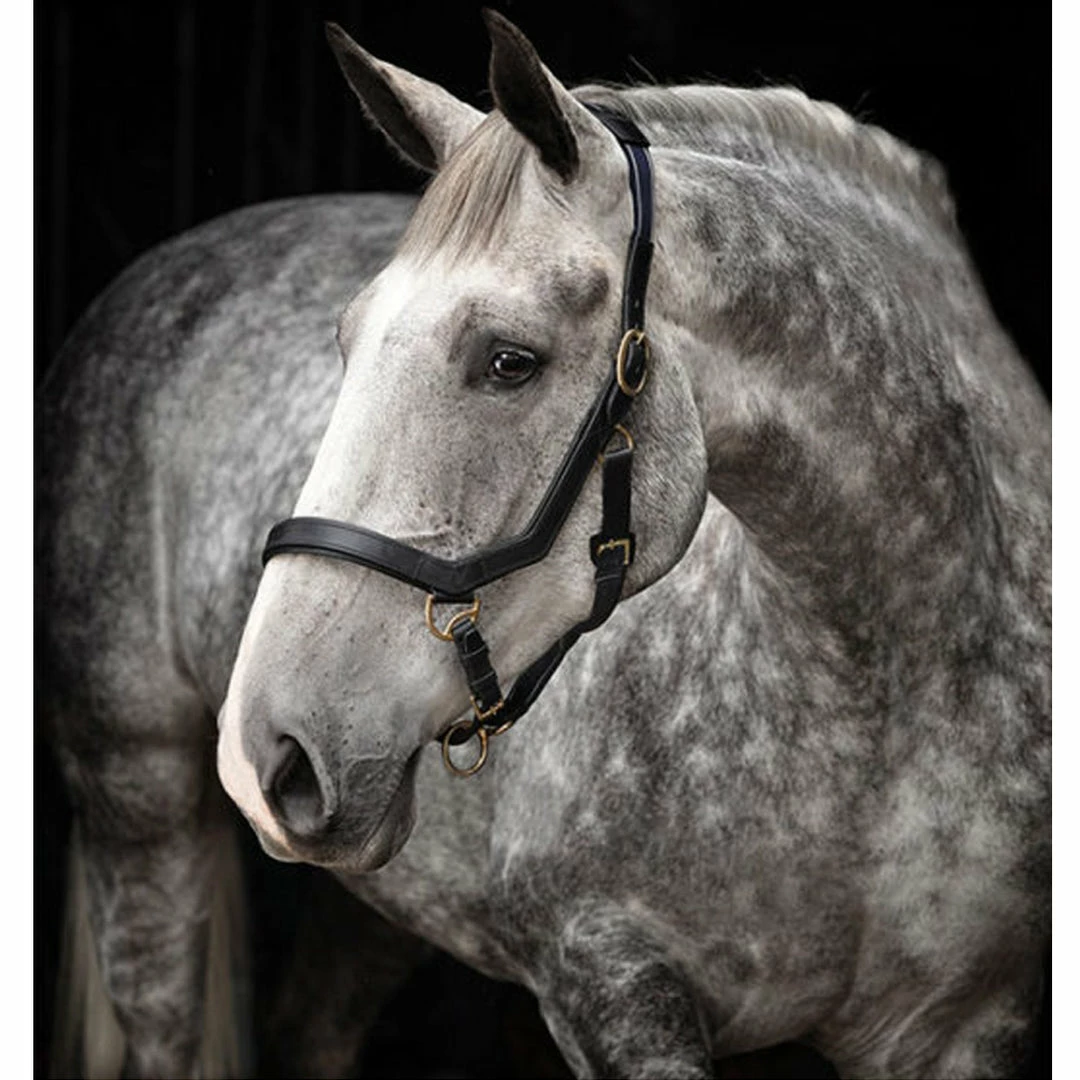 Coupon ๐ Halters & Leads Horseware Rambo Micklem Halter ๐ฅฐ 5 Halters & Leads Horseware Rambo Micklem Halter