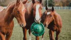 Hot Sale 🎉 KVP International, Inc. 12" Equine Kong Boredom Buster Classic Kit Stall Toy Grooming 👍 7 KVP International, Inc. 12